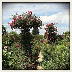 Red flowers growing on field against cloudy sky
