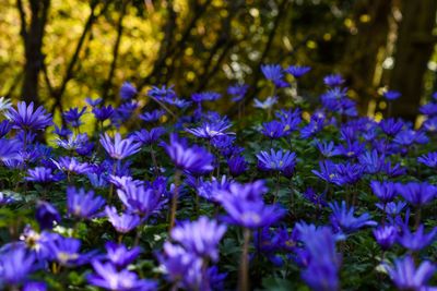 Close-up of purple flowering plants