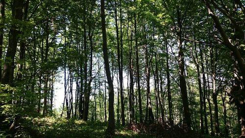 Low angle view of trees in forest