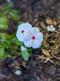 High angle view of flowering plant on field