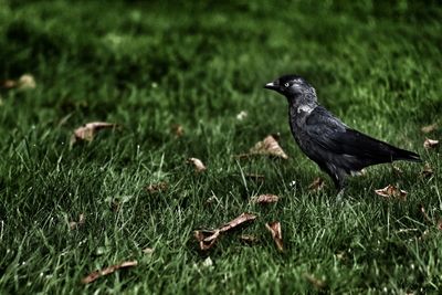 Close-up of bird on grassy field