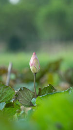 Close-up of pink lily leaves