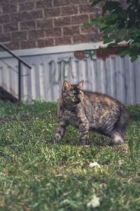 Cat on field