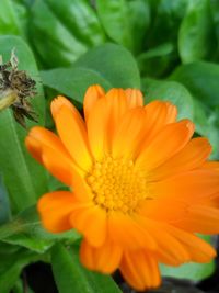 Close-up of yellow flower