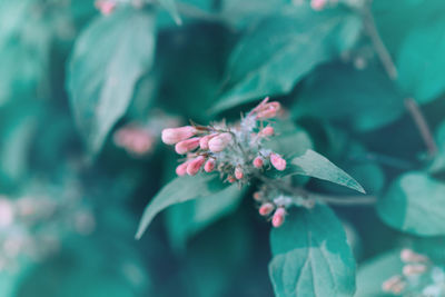 Close-up of pink flowering plant