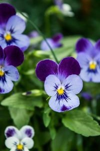 Close-up of purple flowers blooming