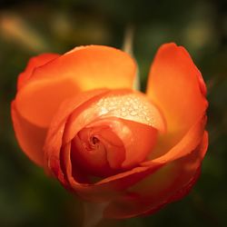 Close-up of orange rose