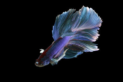 Close-up of fish against black background