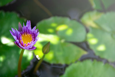 Close-up of purple water lily in pond