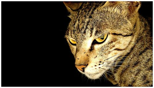 Close-up portrait of cat against black background