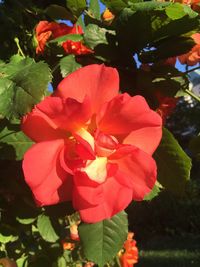 Close-up of red flowers blooming outdoors