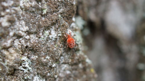 Close-up of ladybug on tree trunk