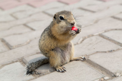 Close-up of squirrel eating food