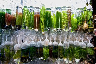 Panoramic view of birds in glass container