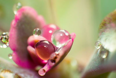 Close-up of wet pink flower