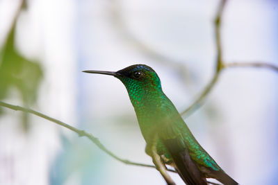 Close-up of bird perching on branch