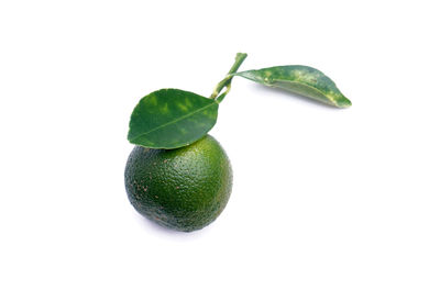 Close-up of green fruit against white background