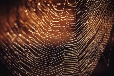 Close-up of spider web