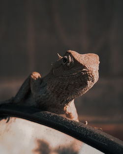 Close-up of a lizard