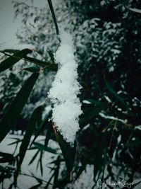 Close-up of snow on plant