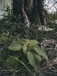 High angle view of plant growing on field