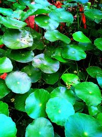 High angle view of purple flowering plant
