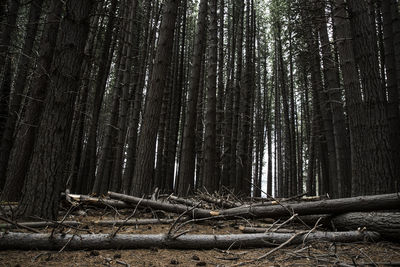 Panoramic shot of trees in forest