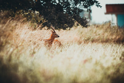 Deer in a field