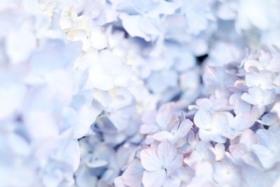 Full frame shot of flower