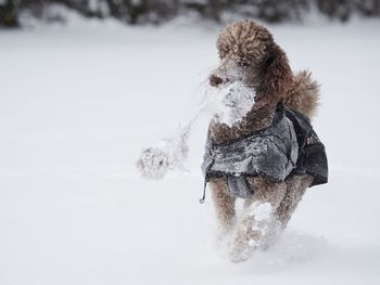 Dog on snow covered land