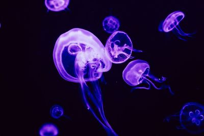 Close-up of jellyfish in aquarium