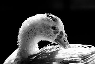 Close-up of white swan