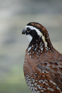 Close-up of a bird