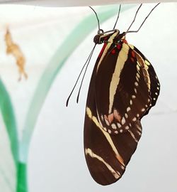 Close-up of butterfly