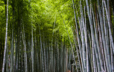 The towering bamboo forest is green and pleasant