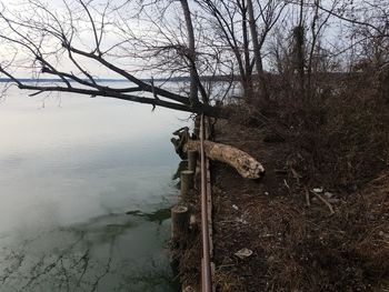 Bare tree by lake in forest