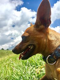 Close-up of dog on field against sky