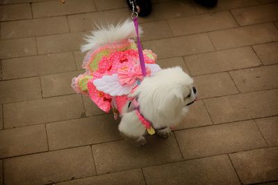 Close-up of white dog