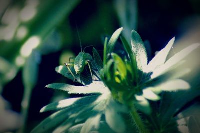 Close-up of insect on plant