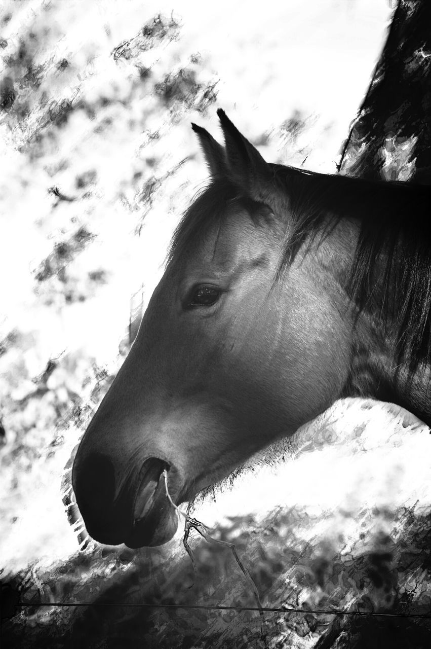 animal themes, one animal, horse, mammal, domestic animals, livestock, animal head, herbivorous, sky, animal body part, close-up, working animal, part of, side view, animals in the wild, low angle view, wildlife, zoology, brown, day