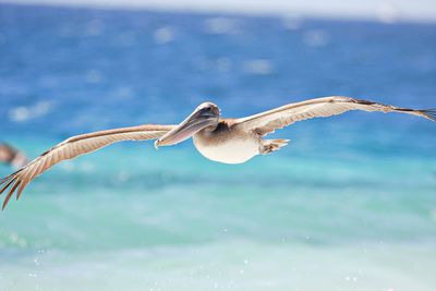 Soaring pelican