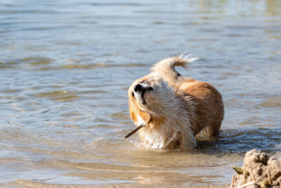 Duck swimming in sea