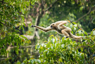 Monkeys on a tree