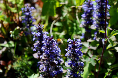 Close-up of purple flowering plants