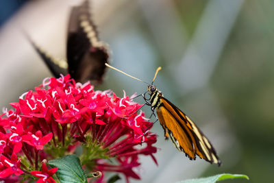 Close-up of butterfly pollinating on flower