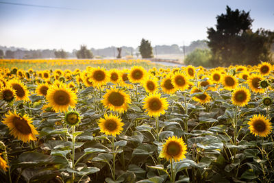 Close-up of sunflowers on field against sky