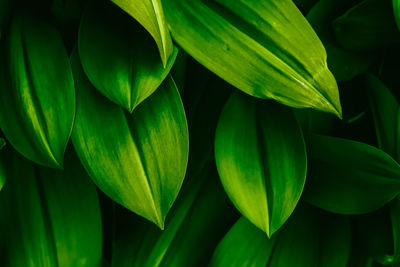 Full frame shot of green plant