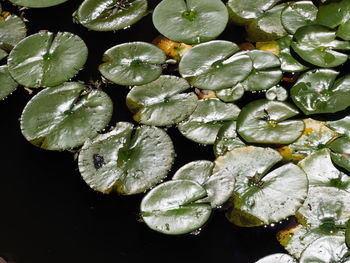 Close-up of green leaves floating on lake