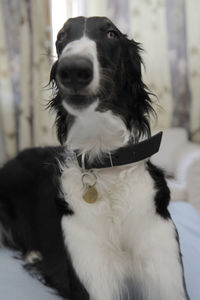 Close-up portrait of dog