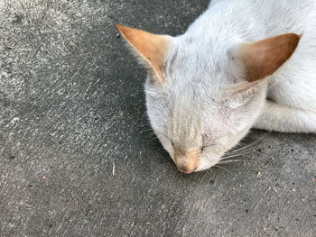 High angle view of cat sleeping on floor